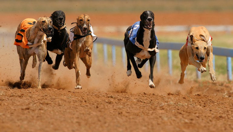 Greyhound Racing Reconsidered